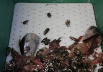 En los primeros 6 meses del servicio se han recogido 13.280 kg de residuos de pescaderías selectivamente