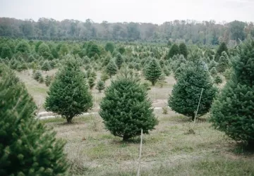 Recogida de árboles naturales de Navidad los días 11 y 13 de enero