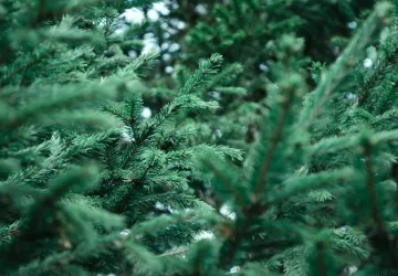Recogida de árboles naturales de Navidad los días 15 y 18 de enero