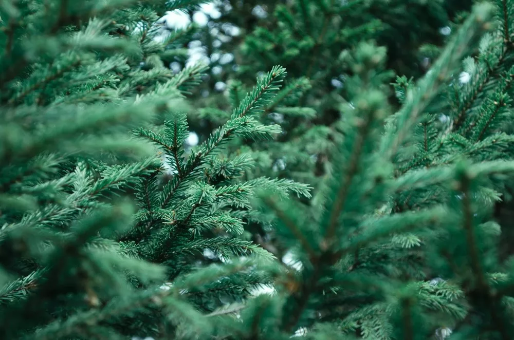 Recogida de árboles naturales de Navidad los días 15 y 18 de enero